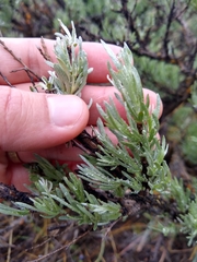 Artemisia rigida