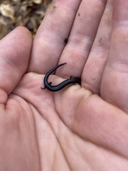 Plethodon richmondi