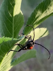 Desmocerus californicus