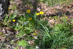 Alliaria petiolata