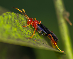 Trogomorpha trogiformis