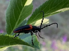 Desmocerus californicus