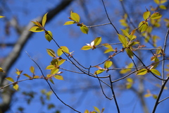 Prunus serotina