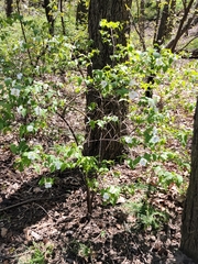 Rhodotypos scandens
