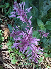 Odontonema callistachyum