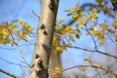 Prunus serotina