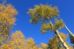 Populus tremuloides