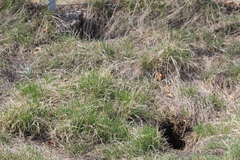 Urocitellus richardsonii