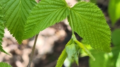 Rhodotypos scandens
