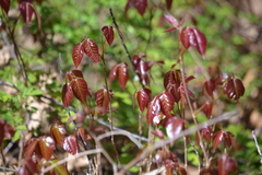 Toxicodendron radicans