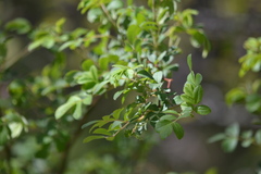 Rosa multiflora