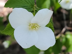 Rhodotypos scandens