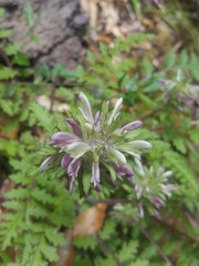 Pedicularis dudleyi