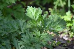 Artemisia vulgaris