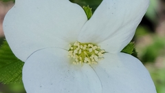 Rhodotypos scandens