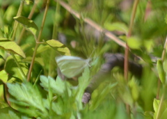 Pieris rapae