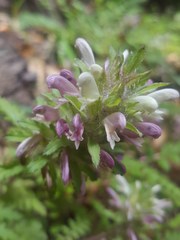 Pedicularis dudleyi