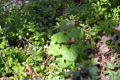 Alliaria petiolata