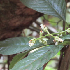 Palicourea caerulea