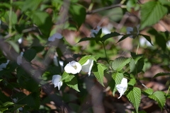 Rhodotypos scandens