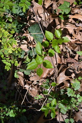 Celastrus orbiculatus