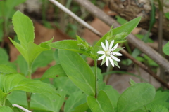 Stellaria corei