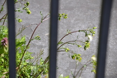 Senecio vulgaris