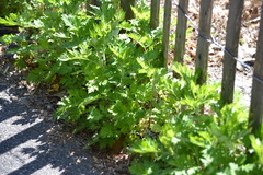 Artemisia vulgaris