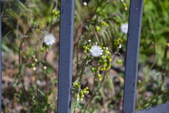 Senecio vulgaris