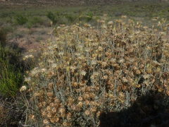 Syncarpha staehelina