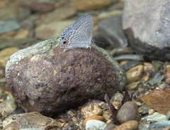 Catochrysops panormus