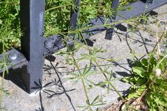 Galium aparine
