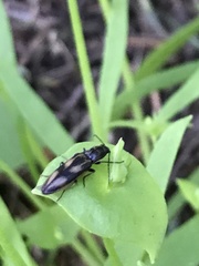Liotrichus umbripennis