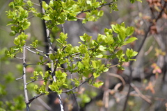 Celastrus orbiculatus