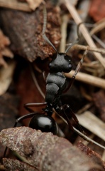 Polyrhachis patiens
