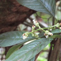 Palicourea caerulea