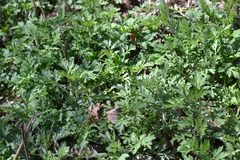 Artemisia vulgaris