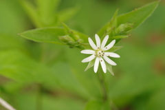 Stellaria corei