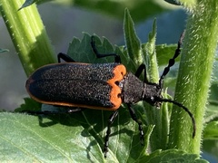 Desmocerus californicus