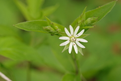 Stellaria corei