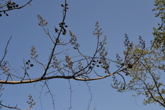 Paulownia tomentosa