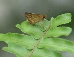 Taractrocera luzonensis