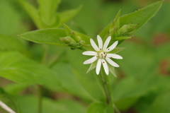 Stellaria corei