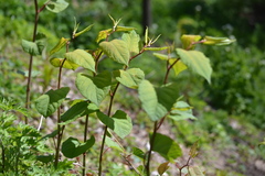Reynoutria japonica