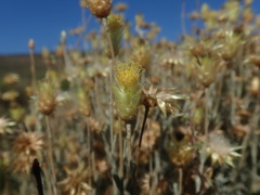 Syncarpha staehelina