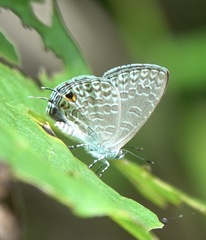 Catopyrops ancyra