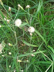 Symphyotrichum subulatum squamatum