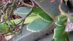 Acrodon bellidiflorus