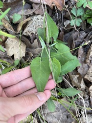Symphyotrichum anomalum