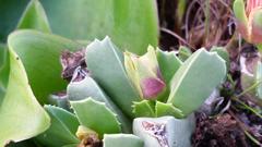 Acrodon bellidiflorus